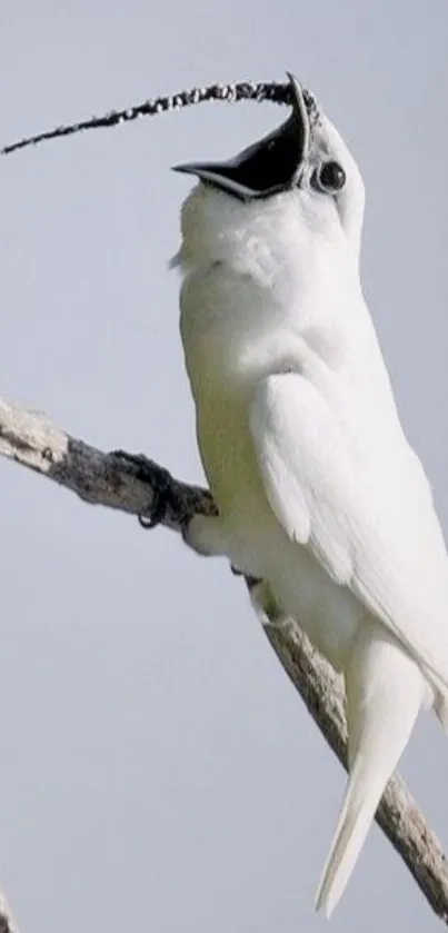 White bird perched on a branch wallpaper.