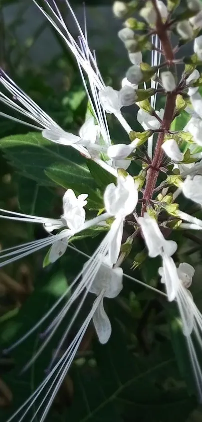 Close-up of a white flower with long, delicate petals among green leaves.