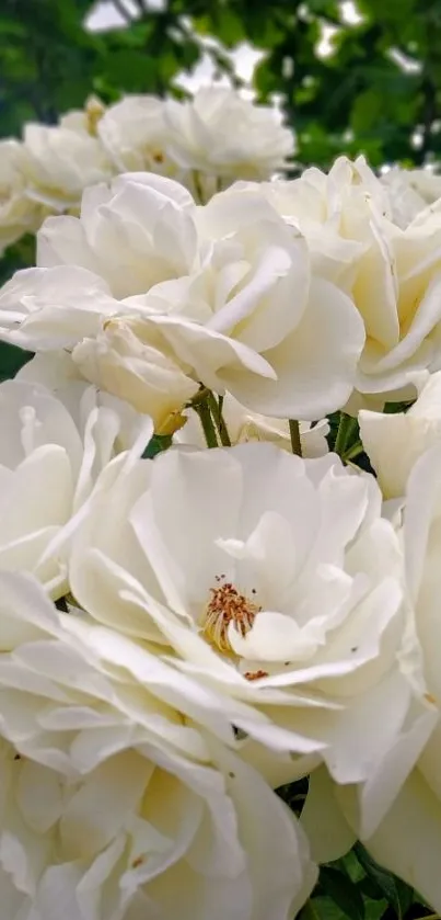 White roses in bloom with green leaves in the background.