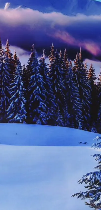 Snow-covered forest with a twilight sky and mountain backdrop.