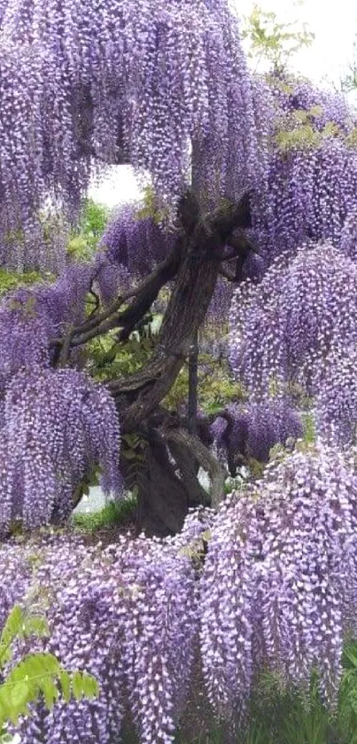 Lavender wisteria blooms cascading from a tree in a tranquil garden setting.