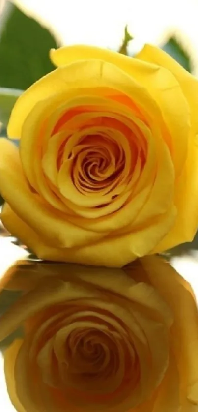 Beautiful yellow rose with reflection.