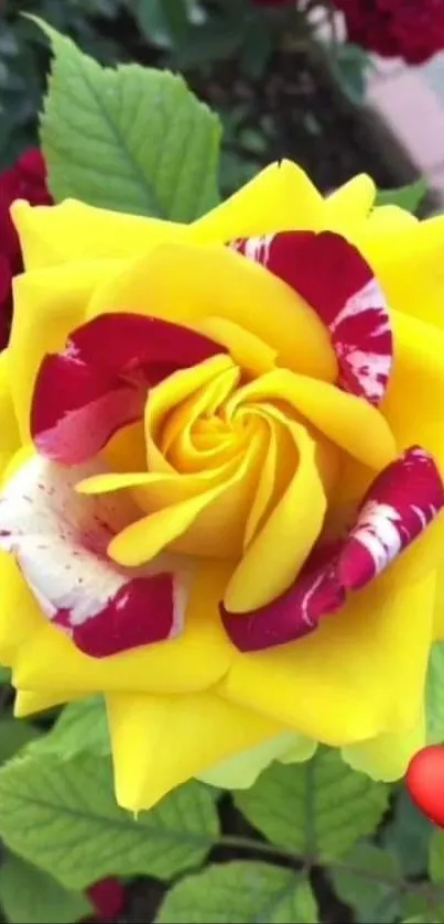 Vibrant yellow rose with red details and green leaves.