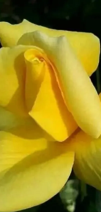 Beautiful yellow rose against dark background.