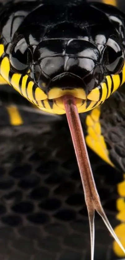 Close-up of yellow-banded snake with detailed texture and vivid colors.