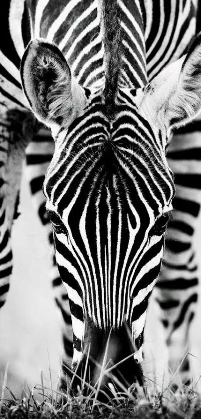 Detailed close-up of a zebra's face with striking stripes in high contrast.