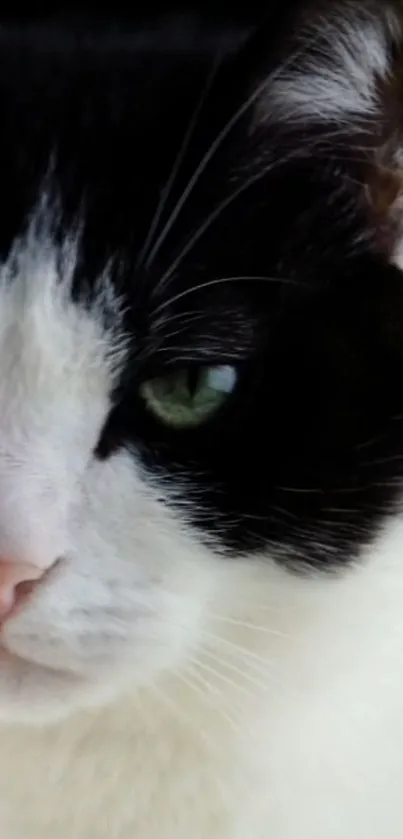 Black and white cat with green eyes in close-up portrait.