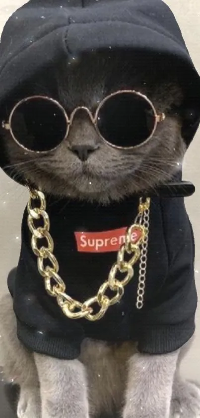 Cool cat in hoodie with sunglasses and gold chain.