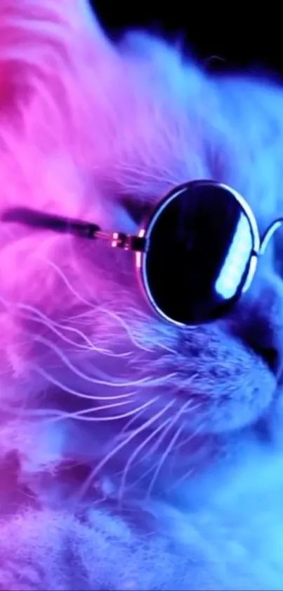 White cat with sunglasses in pink and blue neon lights.