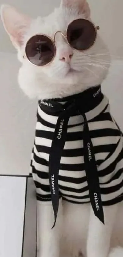 Fashionable cat wearing sunglasses and a striped outfit.