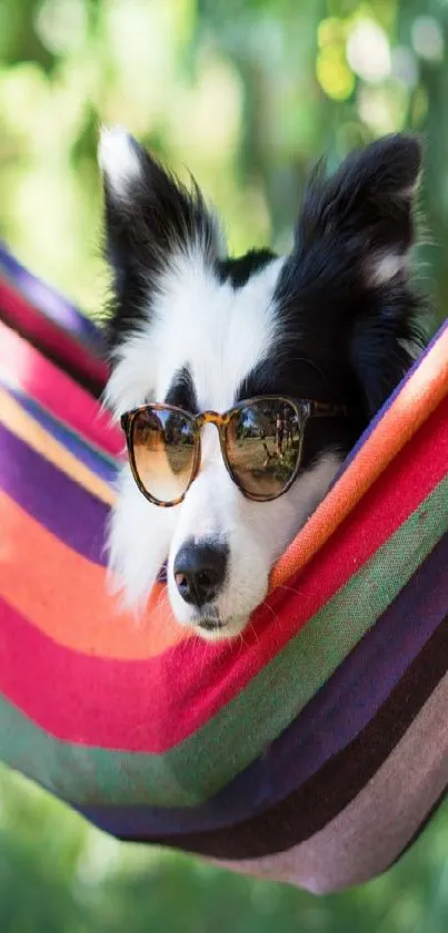 Dog wearing sunglasses relaxing in a colorful hammock outdoors.