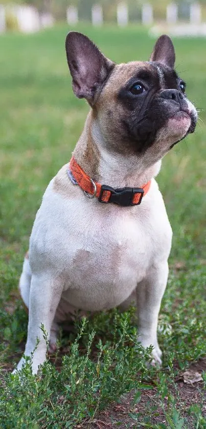 Adorable French Bulldog sitting on green grass.