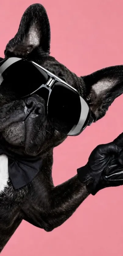 French Bulldog wearing sunglasses and bow tie on pink background.