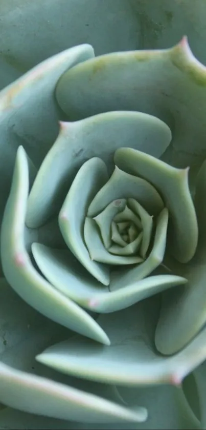 Close-up of a green succulent plant displaying its natural leaf pattern.