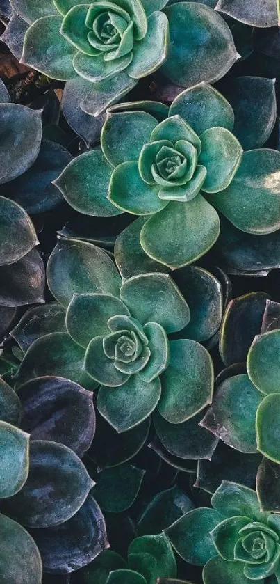 Green succulent plants wallpaper for mobile.