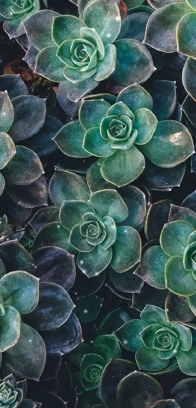 Close-up of green succulent plants creating a lush, natural pattern for mobile wallpaper.