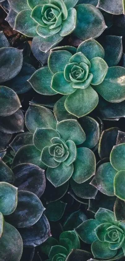 Vibrant green succulent mobile wallpaper with natural textures.