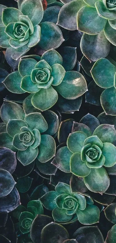 Lush succulent pattern in green hues for mobile wallpaper.