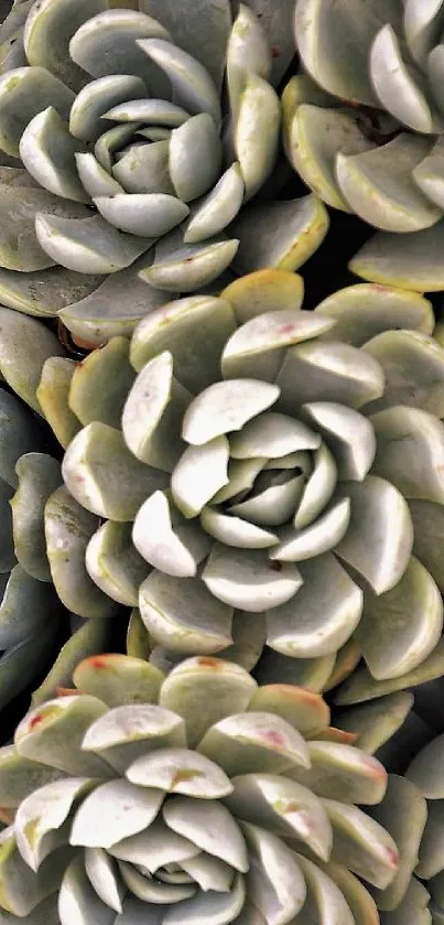 Close-up succulent plant wallpaper in soothing green tones.