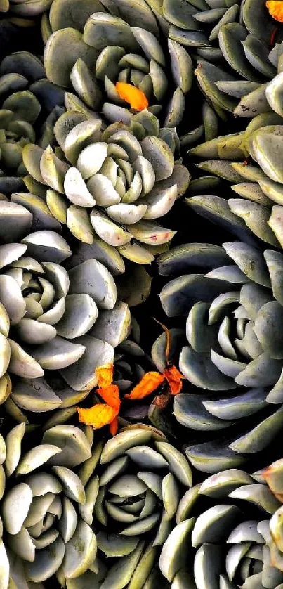 Gray-green succulent plants with orange accents.