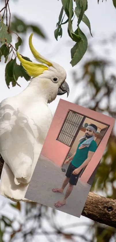 Sulphur-crested Cockatoo Bird Cockatoo Live Wallpaper