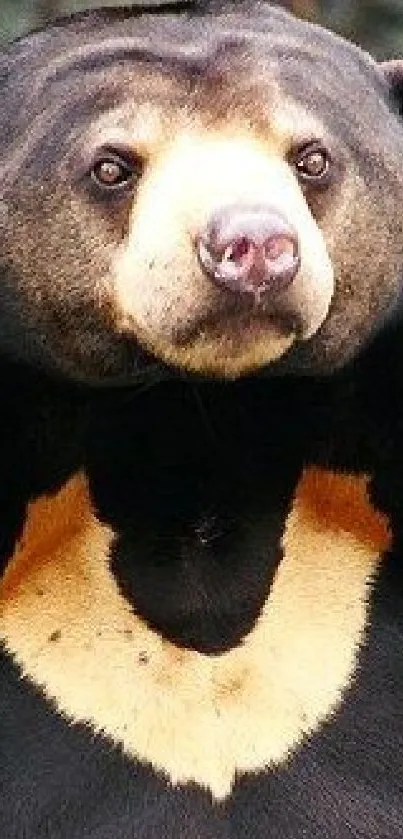 Sun Bear with unique chest pattern in natural setting.