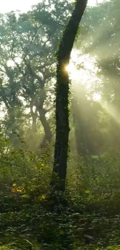 Sunlight filters through dense forest creating a tranquil scene.