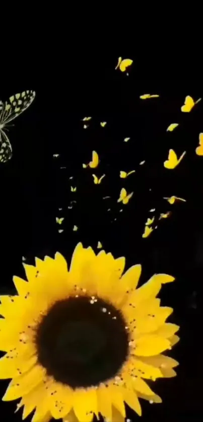 Sunflower with fluttering yellow butterflies on a black background.