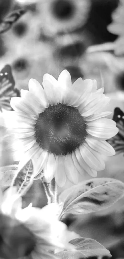 Black and white wallpaper with sunflowers and butterflies.