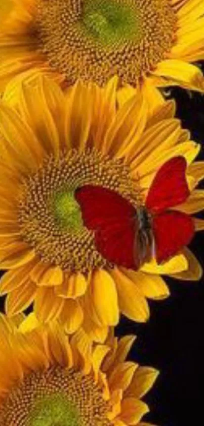 Yellow sunflowers and red butterfly on black background wallpaper.