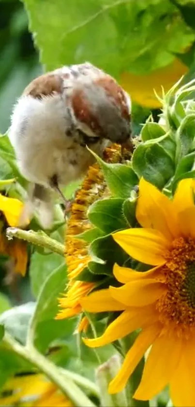 A sparrow perched on a sunflower amidst lush green leaves.