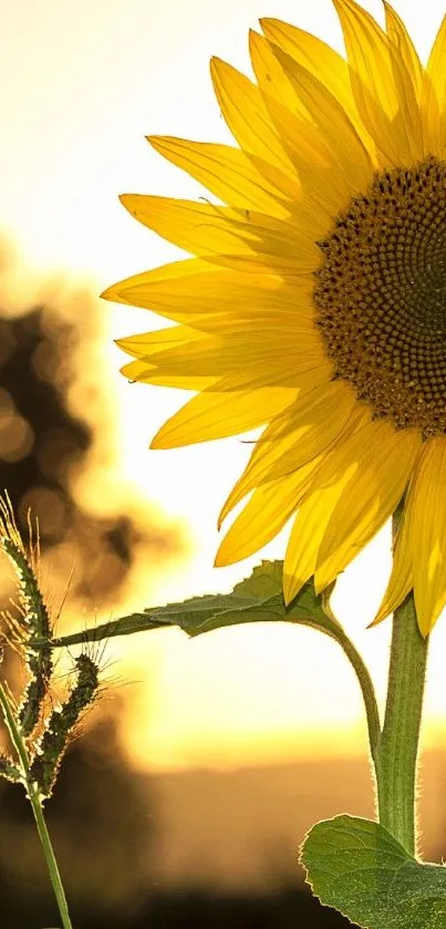 Beautiful sunflower against a glowing sunset background, showcasing nature's beauty.