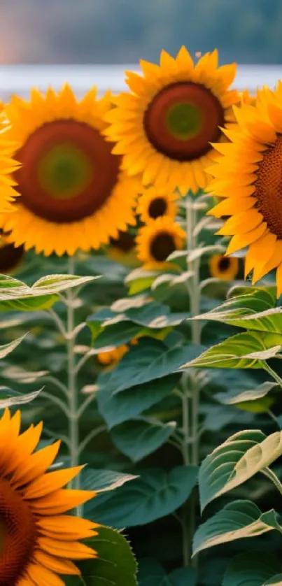 Mobile wallpaper with vibrant sunflower field under a serene sky.