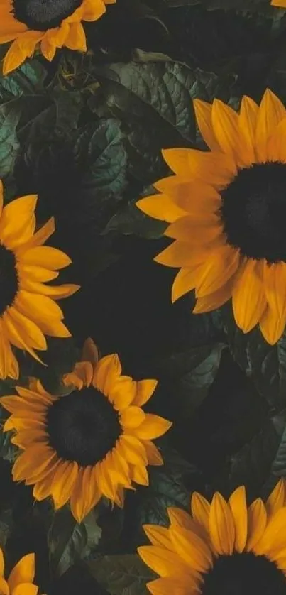 Vibrant yellow sunflowers with green leaves wallpaper.