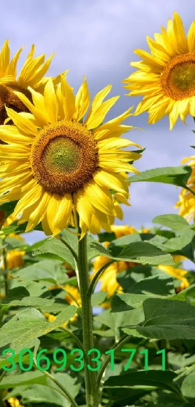 Sunflowers blooming under a sunny sky.