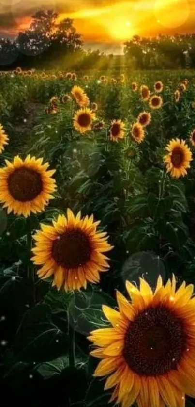 Sunflower field basking in sunset glow, capturing nature's calming beauty.