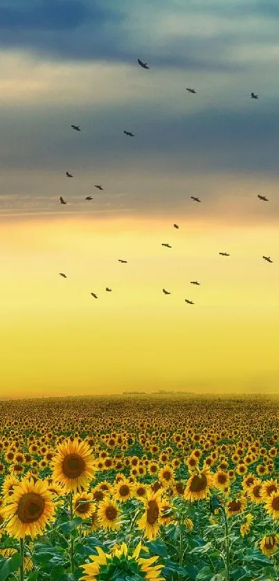 Sunflower field under a vibrant sunset sky with birds flying.