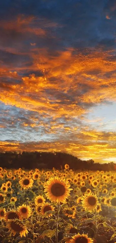 Stunning sunflower field under a vibrant sunset sky creating a warm, peaceful ambiance.