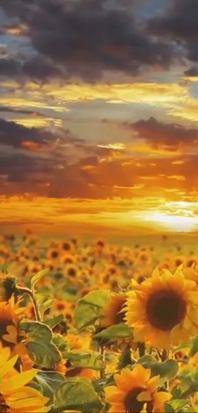 Sunflowers in a field at golden sunset with vivid colors.