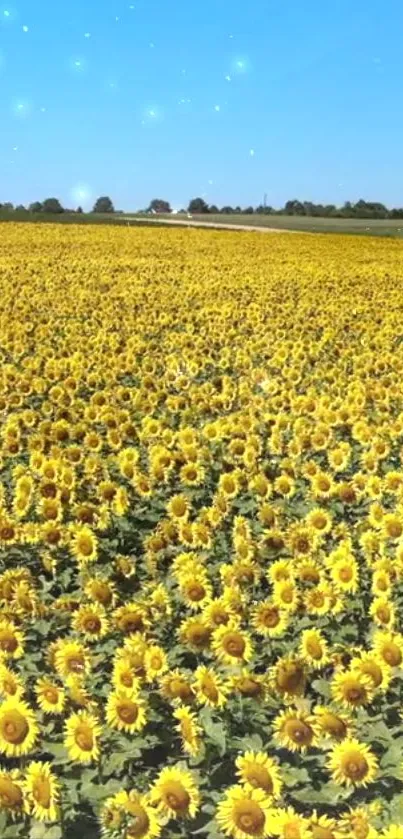 Field of sunflowers under a bright blue sky with stars.