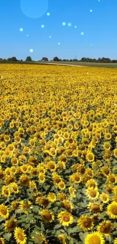 Vibrant sunflower field under a blue sky.