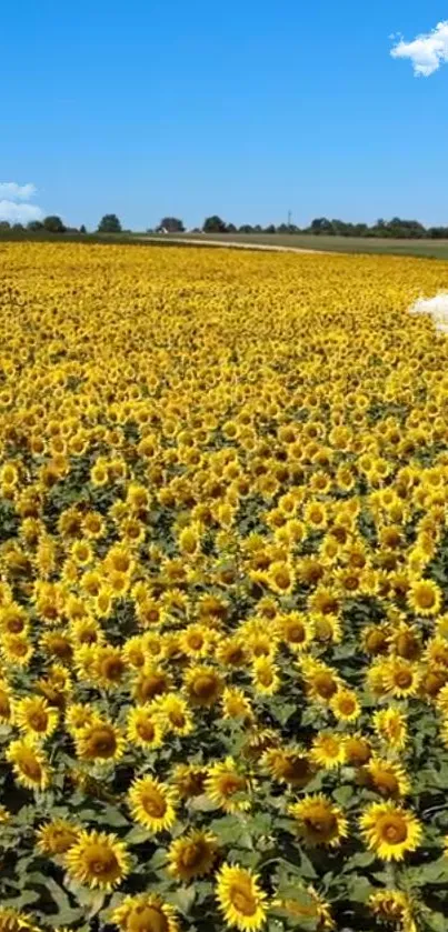 A vast field of sunflowers under a bright blue sky, perfect for mobile wallpaper.