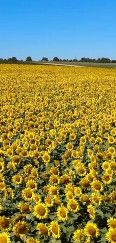 Vast field of sunflowers under a bright blue sky, perfect for phone wallpaper.