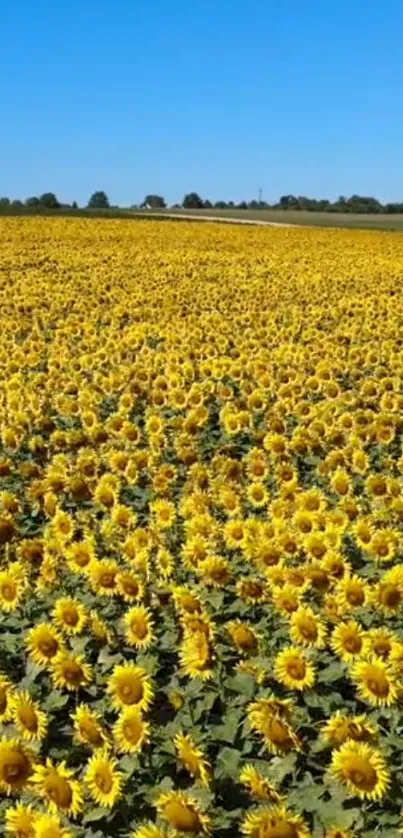 A field of bright yellow sunflowers under a clear blue sky.