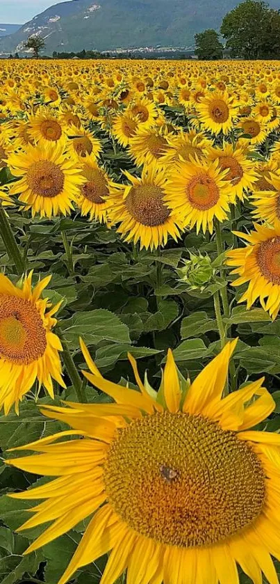 A vibrant sunflower field under a blue sky with distant mountains.