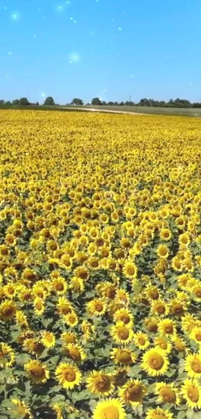 A vast sunflower field under a bright blue sky, perfect for a mobile wallpaper.