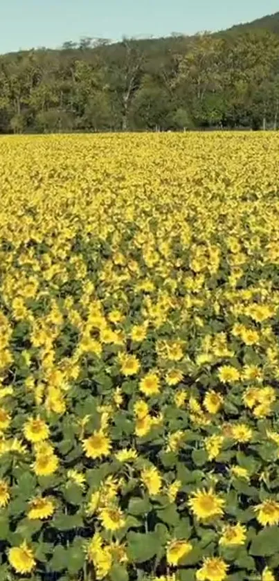 Vibrant sunflower field in full bloom.