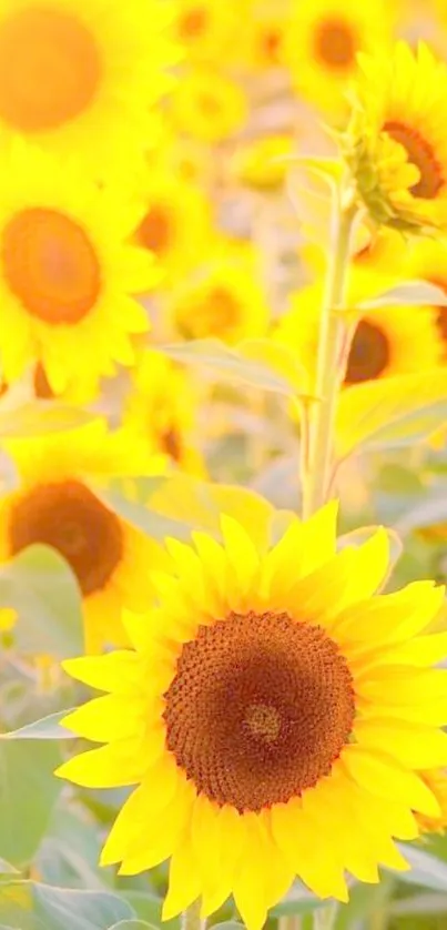 Vibrant sunflower field with bright yellow blooms under sunlight.