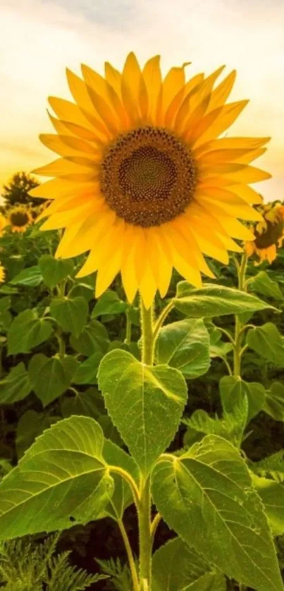 Bright sunflower in a lush field under a warm sky.