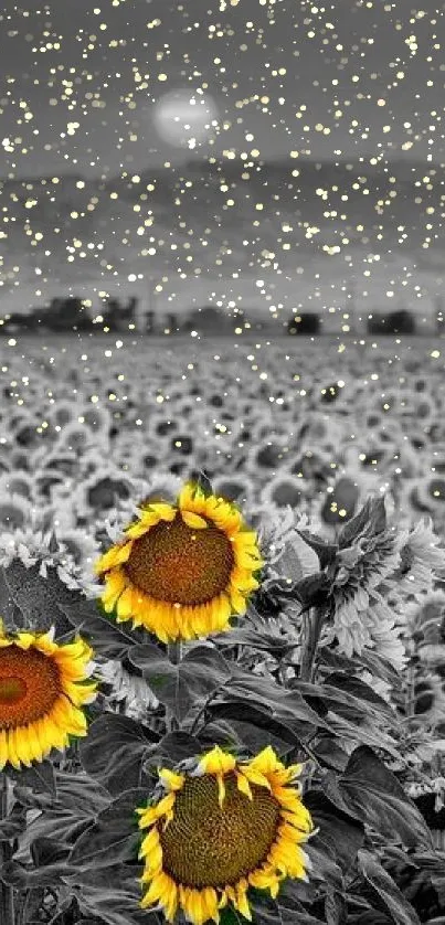 Colorful sunflowers in a monochrome field under a setting sun.